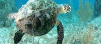7 people died after eating turtle meat!!!